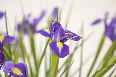 Purple iris flowers. beautiful bouquet n soft white background.