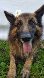 Close-up portrait of a dog on field