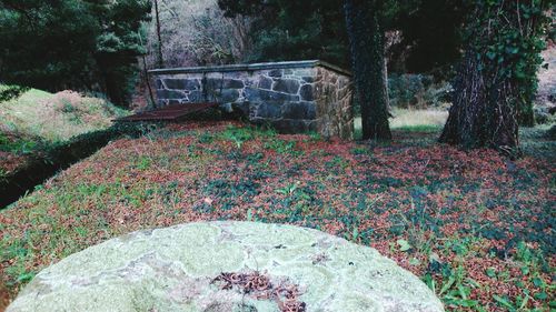 Plants growing on field in forest