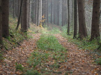 Footpath amidst trees in forest during autumn