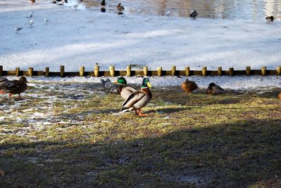 View of birds on beach