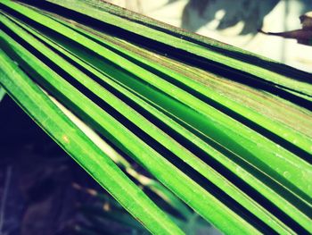 Close-up of fresh green leaf