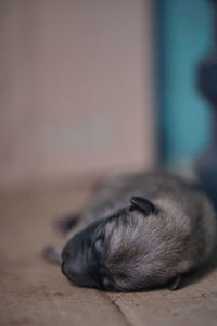 Close-up of cat sleeping