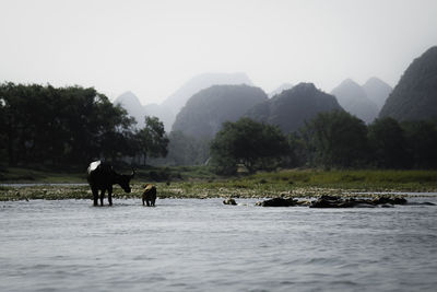 View of horse in river against mountain range