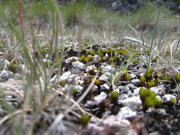 Close-up of plants on field