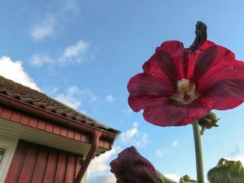 Low angle view of flowers against blue sky