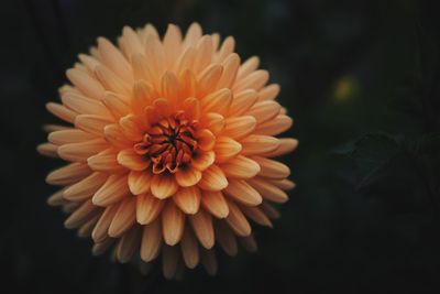 Close-up of orange flower