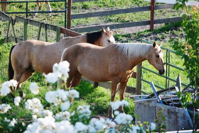 Horse standing in pasture