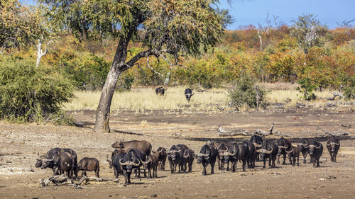 Horses in a field