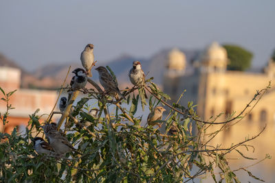 Sparrow birds on tree blurred background