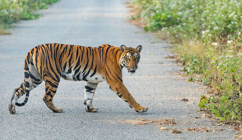 Side view of cat walking on road