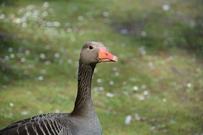 Close-up of greylag goose on field