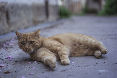 Portrait of cat lying on footpath