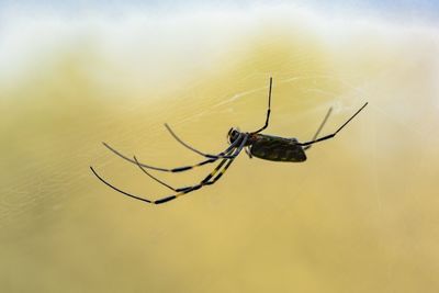 Close-up of spider on web