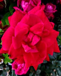 Close-up of pink rose