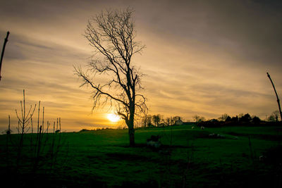 Scenic view of field against sky during sunset