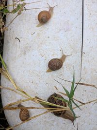 High angle view of snail