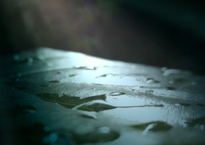 Close-up of wet leaf during winter