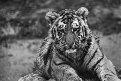 Close-up portrait of a tiger cub