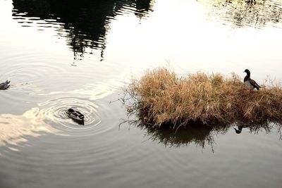 High angle view of ducks swimming on lake