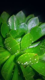 Close-up of raindrops on plant