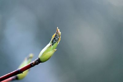 Close-up of plant bud