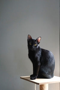 Portrait of black cat