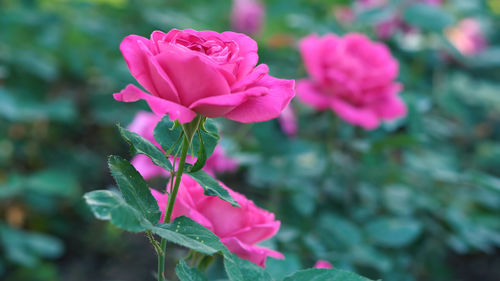 Close-up of pink rose