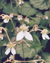 Close-up of white flowers