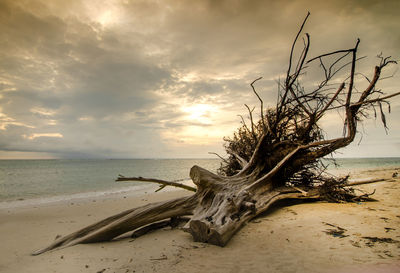 Dead tree on beach against sky