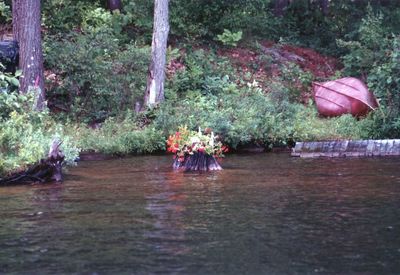 Flowers swimming in water