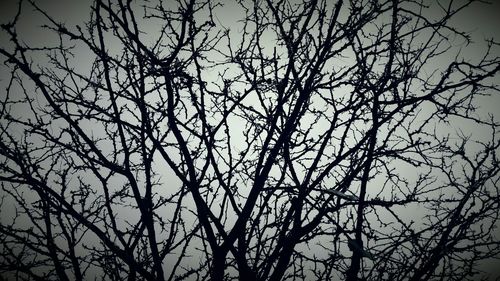 Low angle view of bare tree against sky