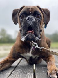 Close-up portrait of a dog