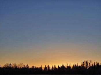 Silhouette trees and plants against sky during sunset