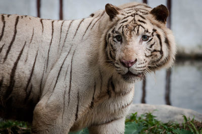 Portrait of white tiger at zoo