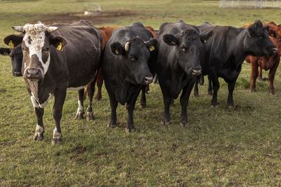 Herd of cows in farm