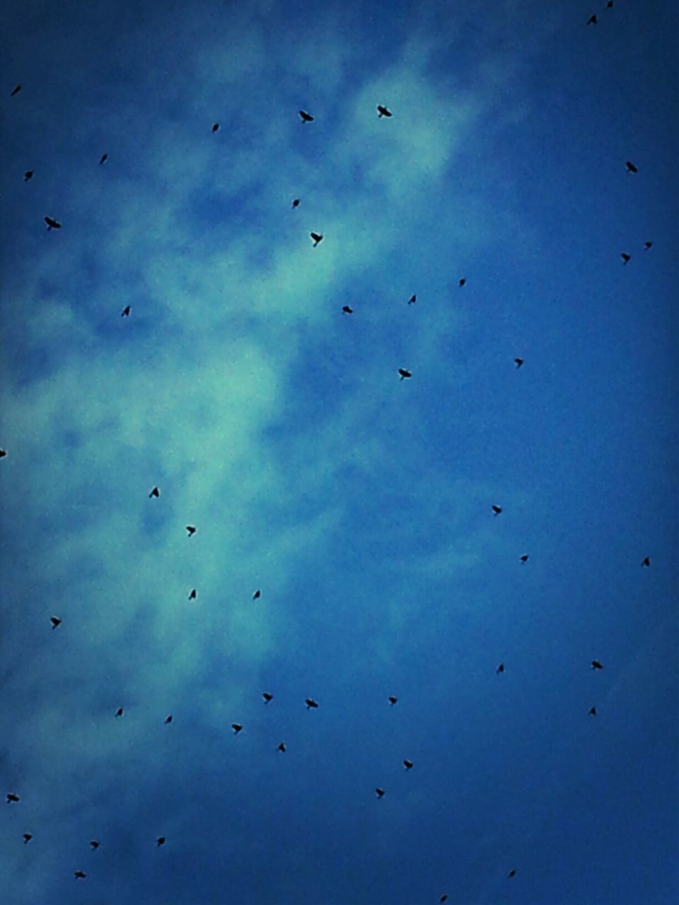 bird, flying, low angle view, animal themes, animals in the wild, wildlife, flock of birds, sky, blue, silhouette, nature, mid-air, cloud - sky, beauty in nature, spread wings, outdoors, cloud, tranquility, day