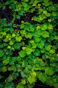 High angle view of leaves floating on field