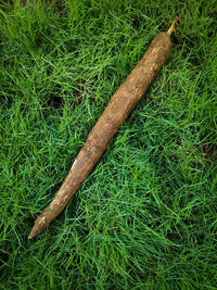 High angle view of wood on field
