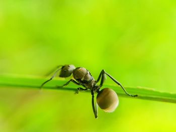 Close-up of insect on leaf