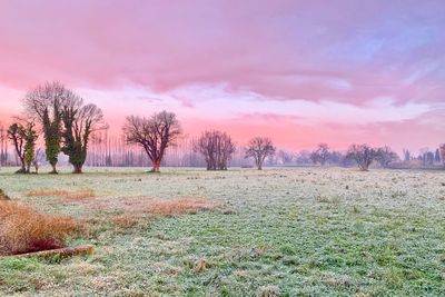 Trees on field against sky during sunset