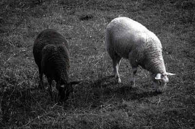 Sheep grazing on land