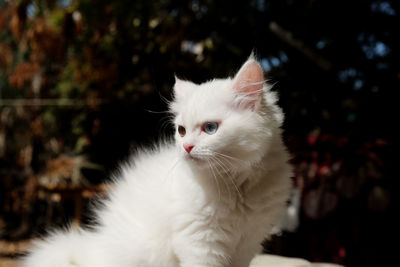Close-up of a cat looking away