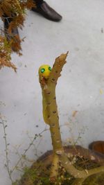 Close-up of yellow lizard on plant