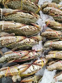 Full frame shot of fish for sale in market