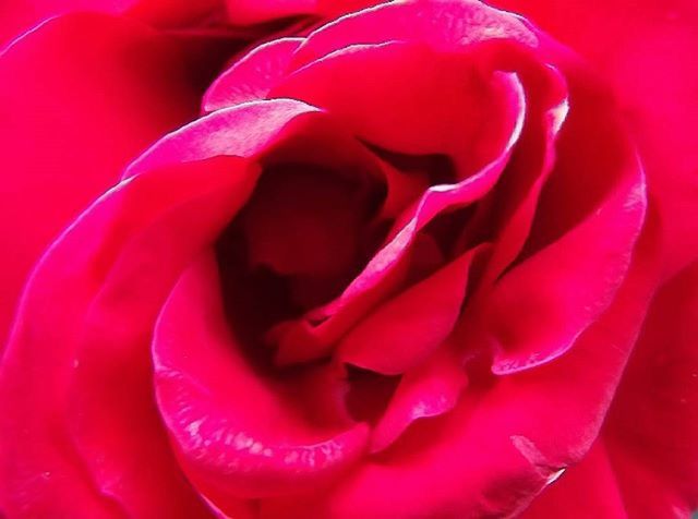 flower, petal, freshness, flower head, fragility, beauty in nature, single flower, close-up, growth, rose - flower, red, nature, pink color, backgrounds, full frame, macro, extreme close-up, blooming, natural pattern, drop