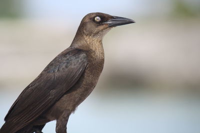 Close-up of bird perching