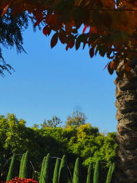 Low angle view of trees against clear blue sky