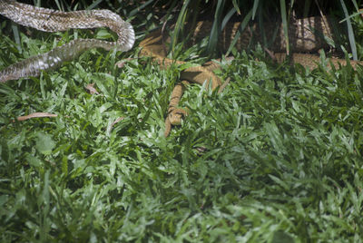 Close-up of snake on grass