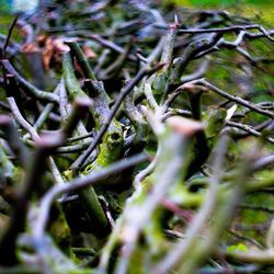 Close-up of plant against blurred background